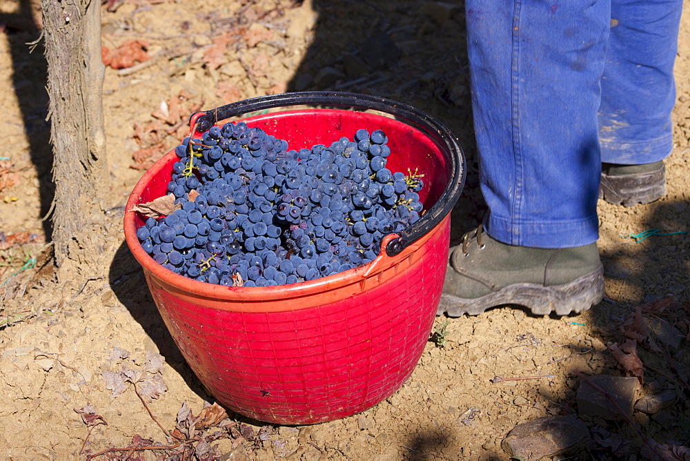 Man picking Sangiovese Chianti Classico grapes at Pontignano in Chianti region of Tuscany, Italy