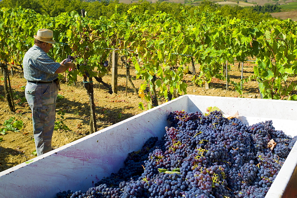 Man picking Sangiovese Chianti Classico grapes at Pontignano in Chianti region of Tuscany, Italy