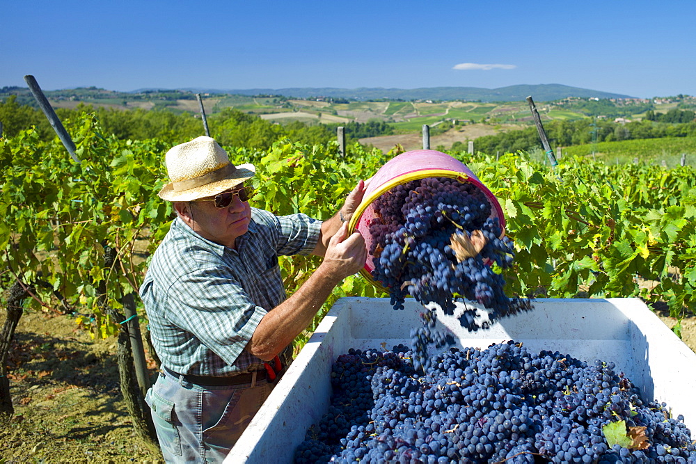 Man emptying Sangiovese Chianti Classico grapes into vat at Pontignano in Chianti region of Tuscany, Italy