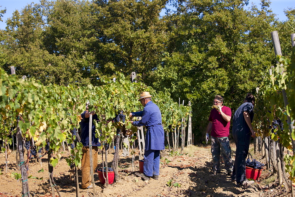 Men picking Sangiovese Chianti Classico grapes at Pontignano in Chianti region of Tuscany, Italy