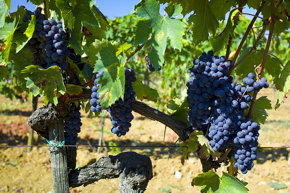 Sangiovese Chianti Classico grapes ripe for picking at Pontignano in Chianti region of Tuscany, Italy