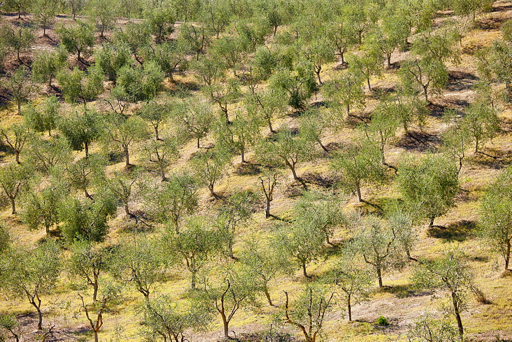 Olive grove near Murlo inTuscany, Italy