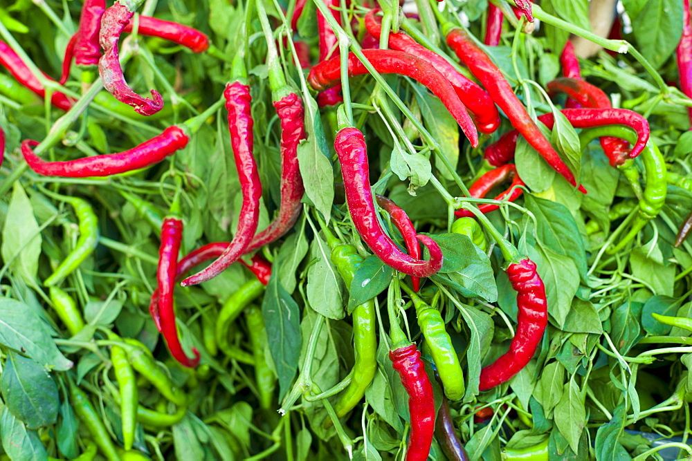 Red and green chili peppers, Capsicum pubescens, on sale in food market in Pienza, Tuscany, Italy