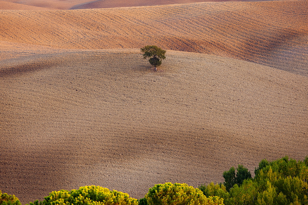 Lone tree in a Tuscan landscape near San Quirico D'Orcia  in Val D'Orcia, Tuscany, Italy