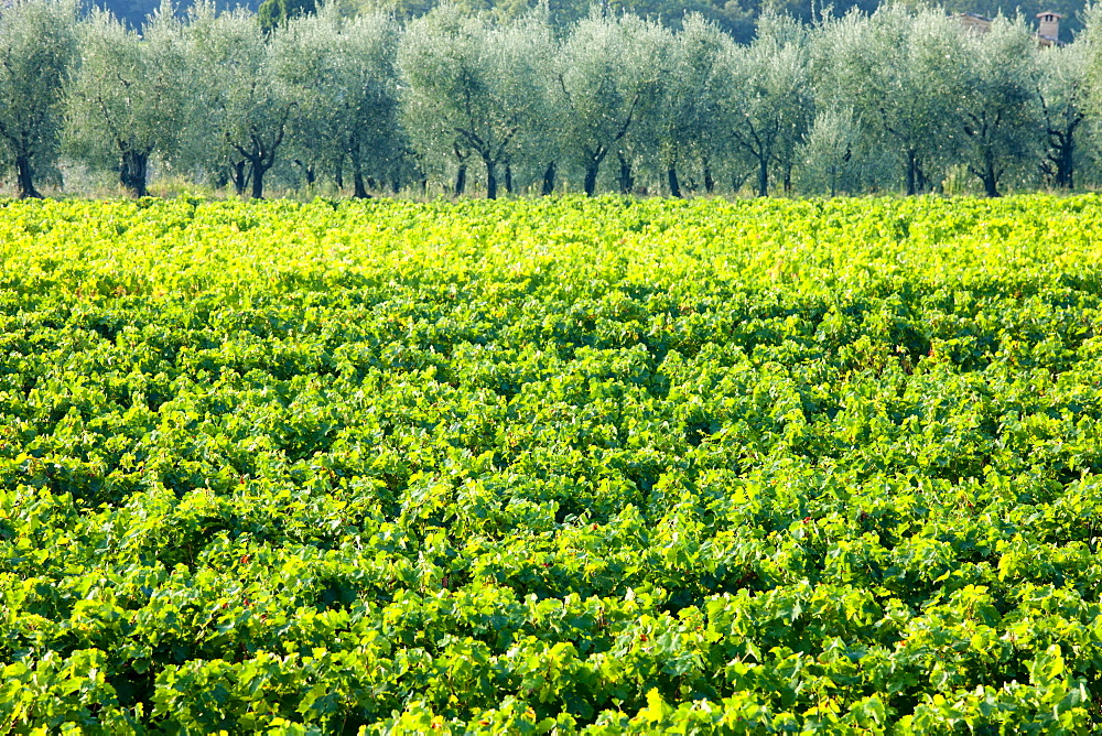 Vines and olive grove of traditional olive trees near Montalcino in Val D'Orcia, Tuscany, Italy