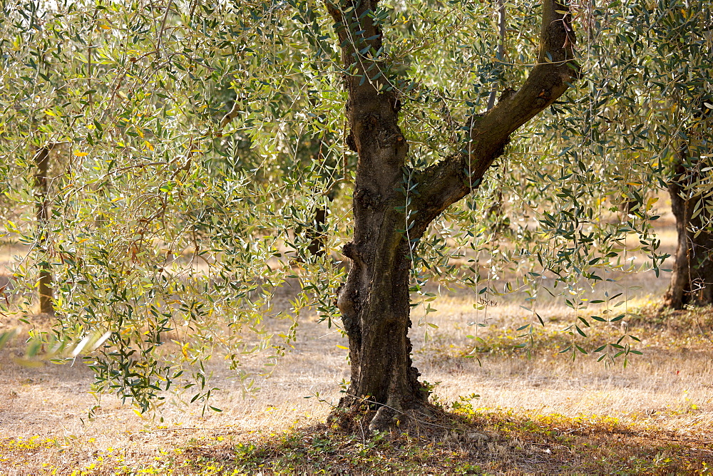 Olive grove of traditional olive trees in Val D'Orcia, Tuscany, Italy