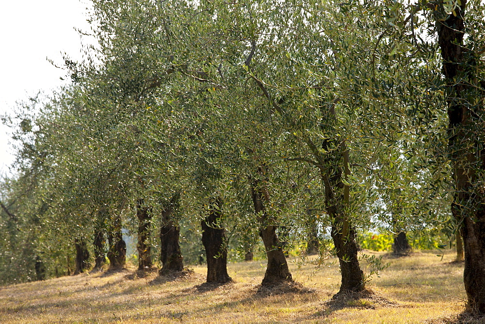 Olive grove of traditional olive trees in Val D'Orcia, Tuscany, Italy