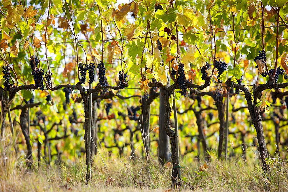 Ripened Brunello grapes, Sangiovese, growing on vines at the wine estate of La Fornace at Montalcino in Val D'Orcia, Tuscany, Italy