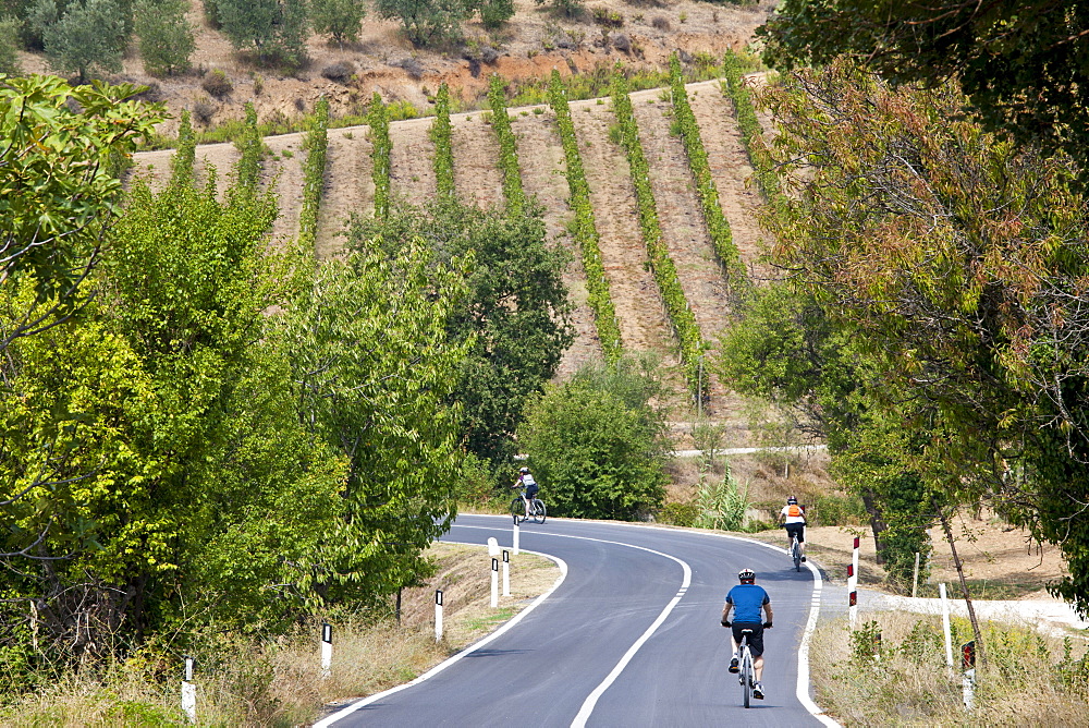 Cyclists on touring holiday near Montalcino, Val D'Orcia, Tuscany, Italy