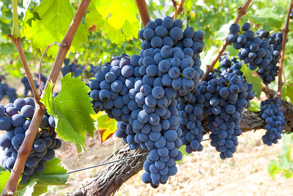 Ripe Brunello grapes, Sangiovese, growing on vine at wine estate in region of Montalcino in Val D'Orcia, Tuscany, Italy