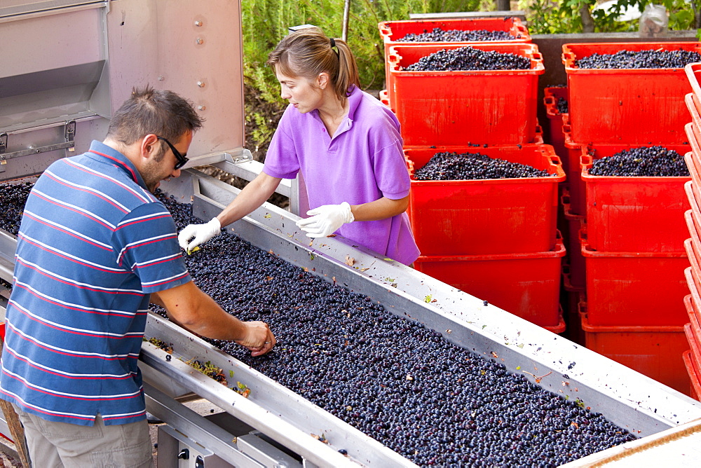 Ripened Brunello grapes, Sangiovese, being harvested at the wine estate of La Fornace at Montalcino in Val D'Orcia, Tuscany, Italy