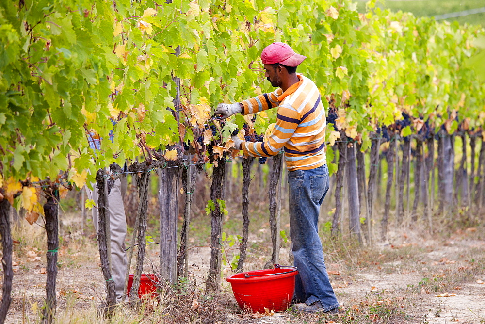 Ripened Brunello grapes, Sangiovese, being harvested at the wine estate of La Fornace at Montalcino in Val D'Orcia, Tuscany, Italy