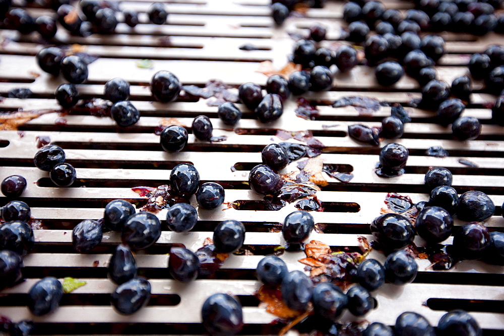 Ripened Brunello grapes, Sangiovese, being harvested at the wine estate of La Fornace at Montalcino in Val D'Orcia, Tuscany, Italy