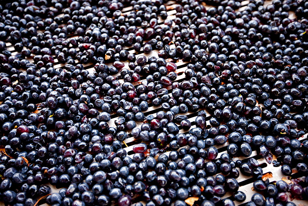 Ripened Brunello grapes, Sangiovese, being harvested at the wine estate of La Fornace at Montalcino in Val D'Orcia, Tuscany, Italy