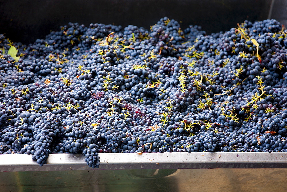 Ripened Brunello grapes, Sangiovese, being harvested at the wine estate of La Fornace at Montalcino in Val D'Orcia, Tuscany, Italy