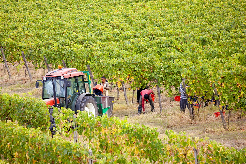 Ripened Brunello grapes, Sangiovese, being harvested at the wine estate of La Fornace at Montalcino in Val D'Orcia, Tuscany, Italy