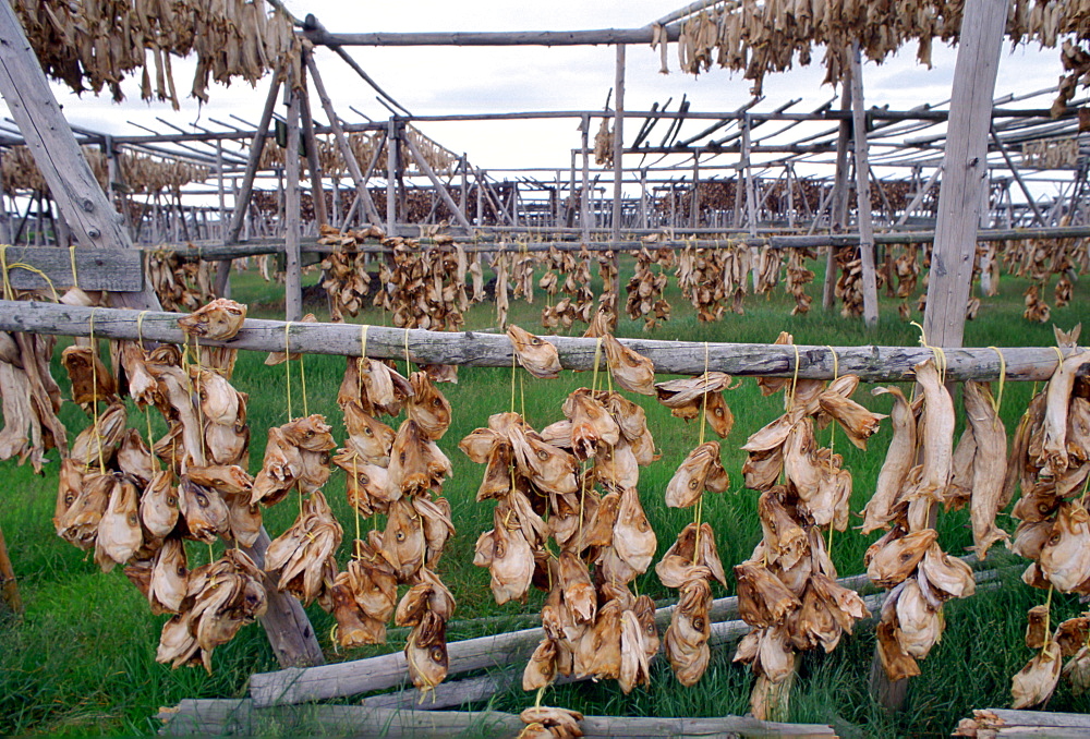 Air drying fish heads in Iceland.  In this traditional food production process they are left hanging from poles until fully dried out.