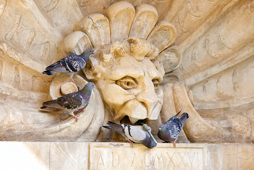 Pigeons drinking from water fountain in Piazza Francesco Ferrucci in Radda-in-Chianti, Tuscany, Italy