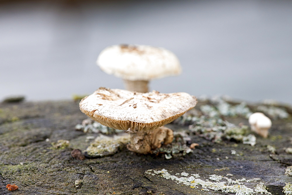 Fungi and lichens in Bavaria, Germany