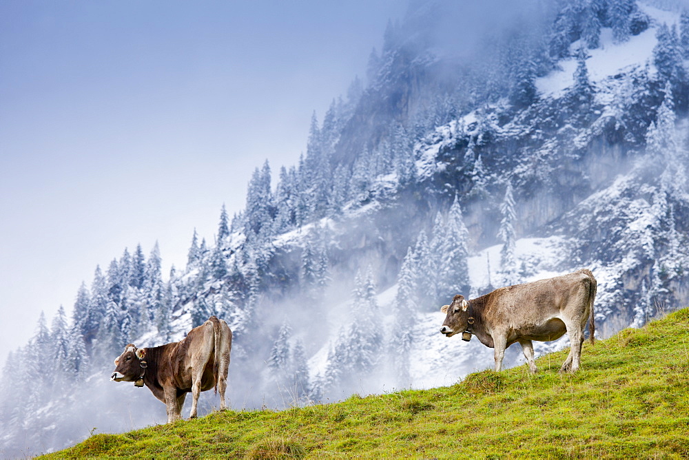 Traditional alpine cattle in the Bavarian Alps, Germany