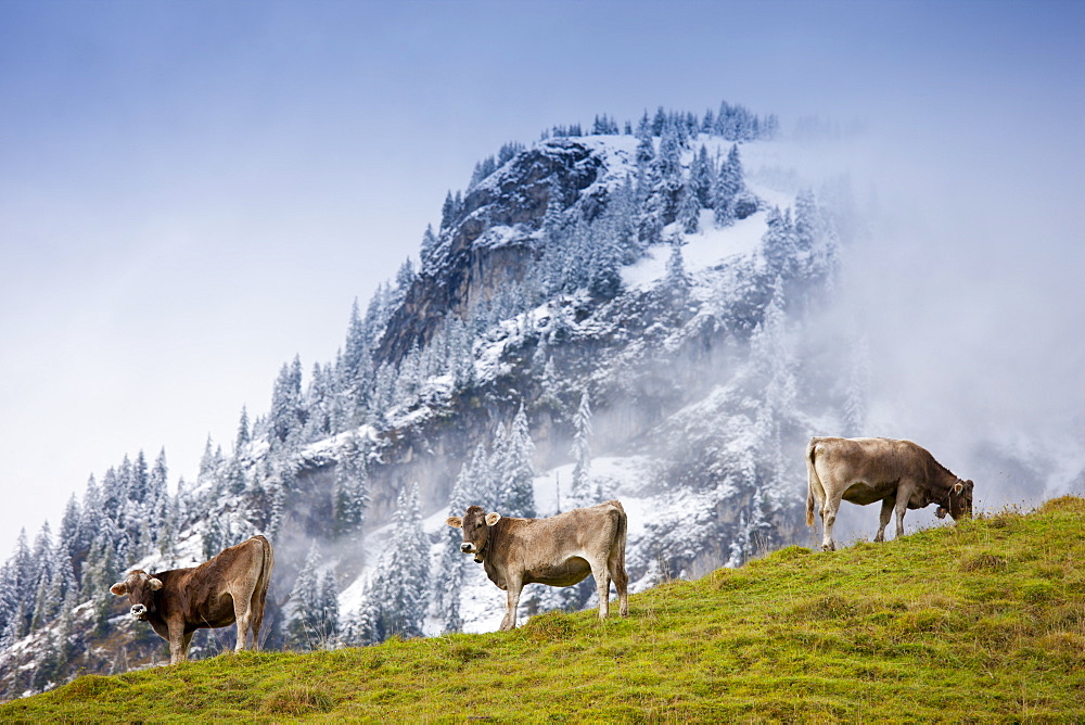 Traditional alpine cattle in the Bavarian Alps, Germany