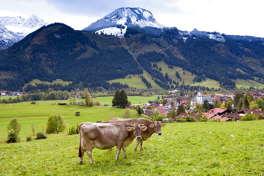 Traditional alpine cattle in the Bavarian Alps, Germany