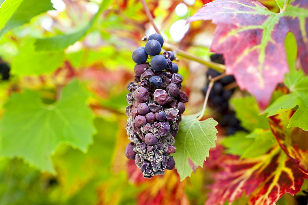 Withered grapes on a grapevine in country garden at Swinbrook in The Cotswolds, Oxfordshire, UK