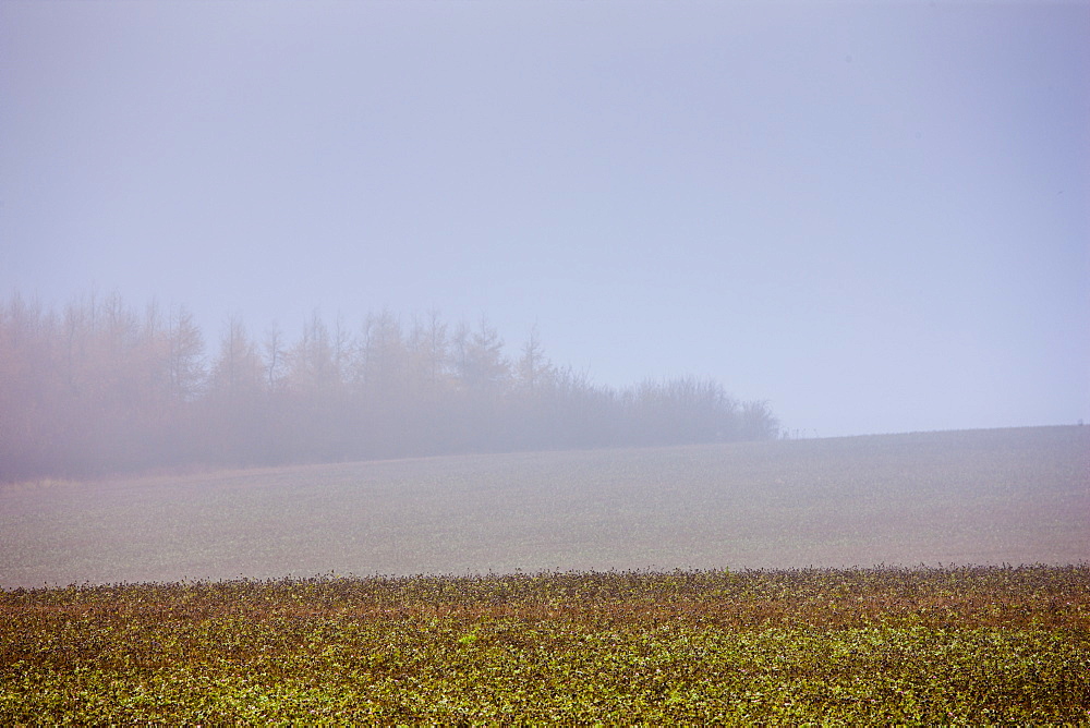 Misty scene at Barrington near Burford in The Cotswolds, Oxfordshire, UK