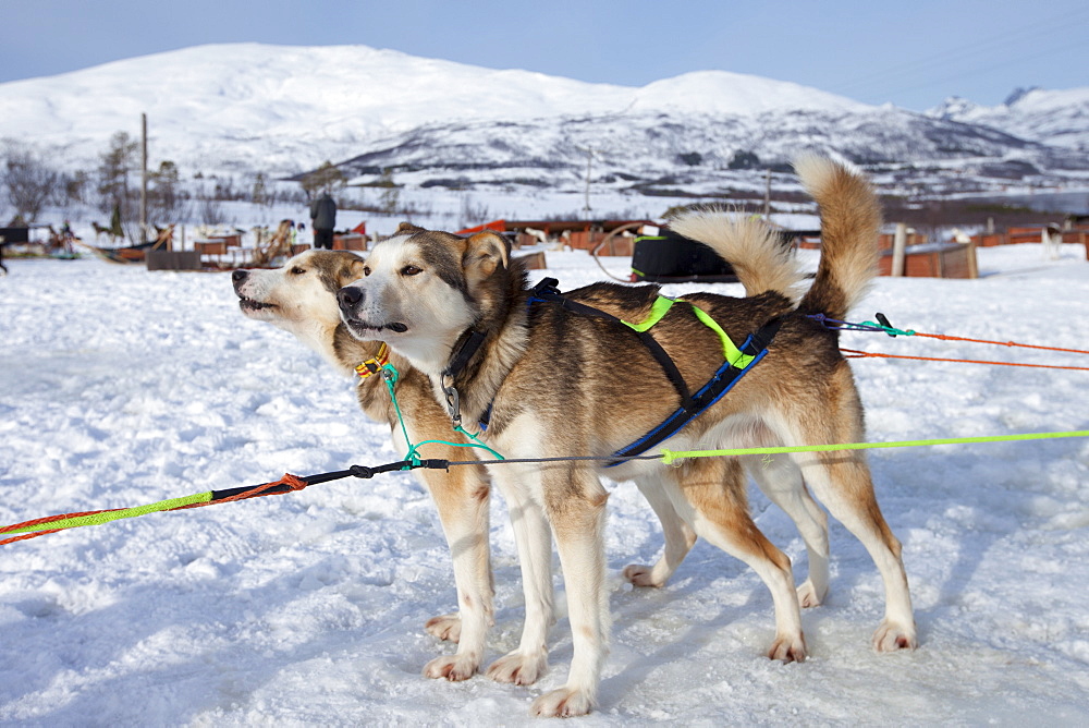 Alaskan Huskies eagerly wait at Villmarkssenter wilderness adventure centre on Kvaloya Island, Tromso in Arctic Circle Northern Norway