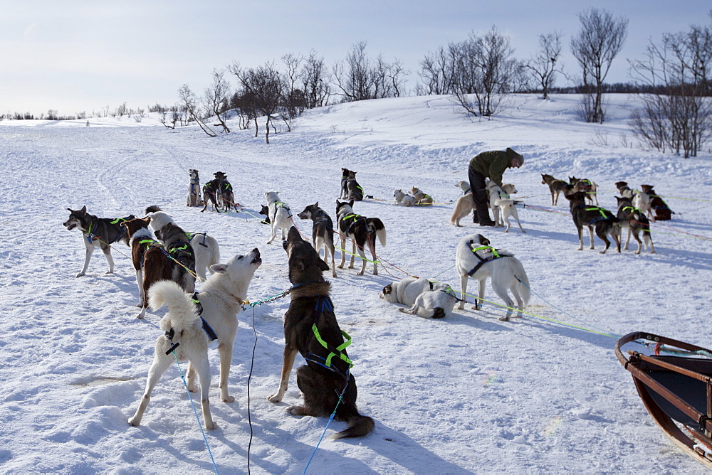 Alaskan Huskies harnessed for dog-sledding at Villmarkssenter wilderness centre Kvaloya Island, Tromso, Arctic Circle Northern Norway