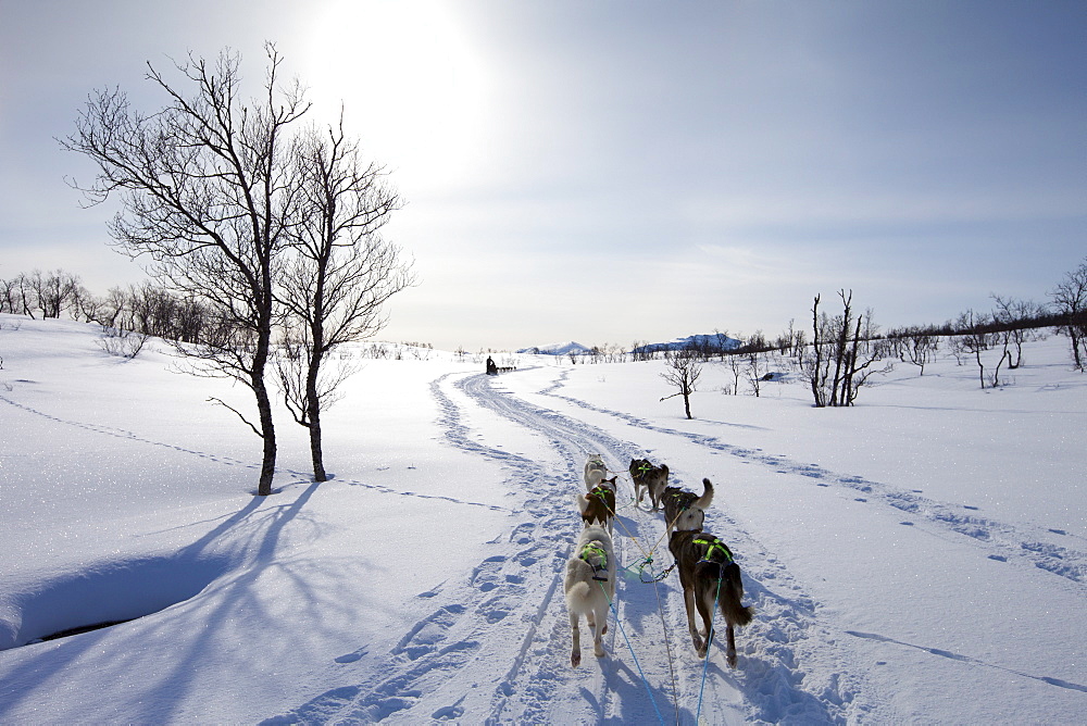 Alaskan Huskies dog-sledding at Villmarkssenter wilderness centre on Kvaloya Island, Tromso in Arctic Circle, Northern Norway