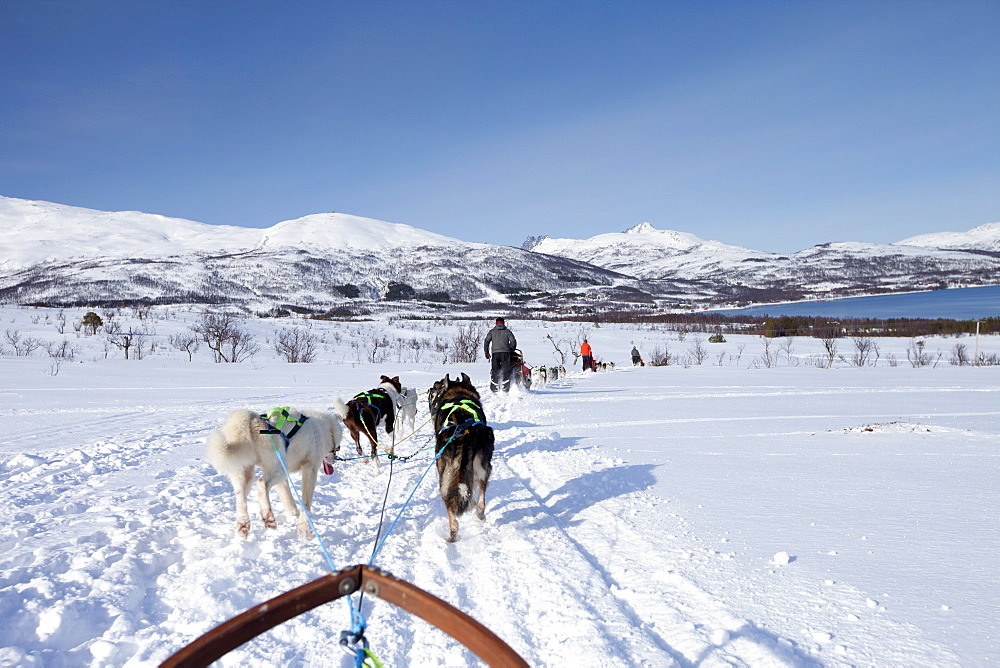 Alaskan Huskies dog-sledding at Villmarkssenter wilderness centre on Kvaloya Island, Tromso in Arctic Circle, Northern Norway