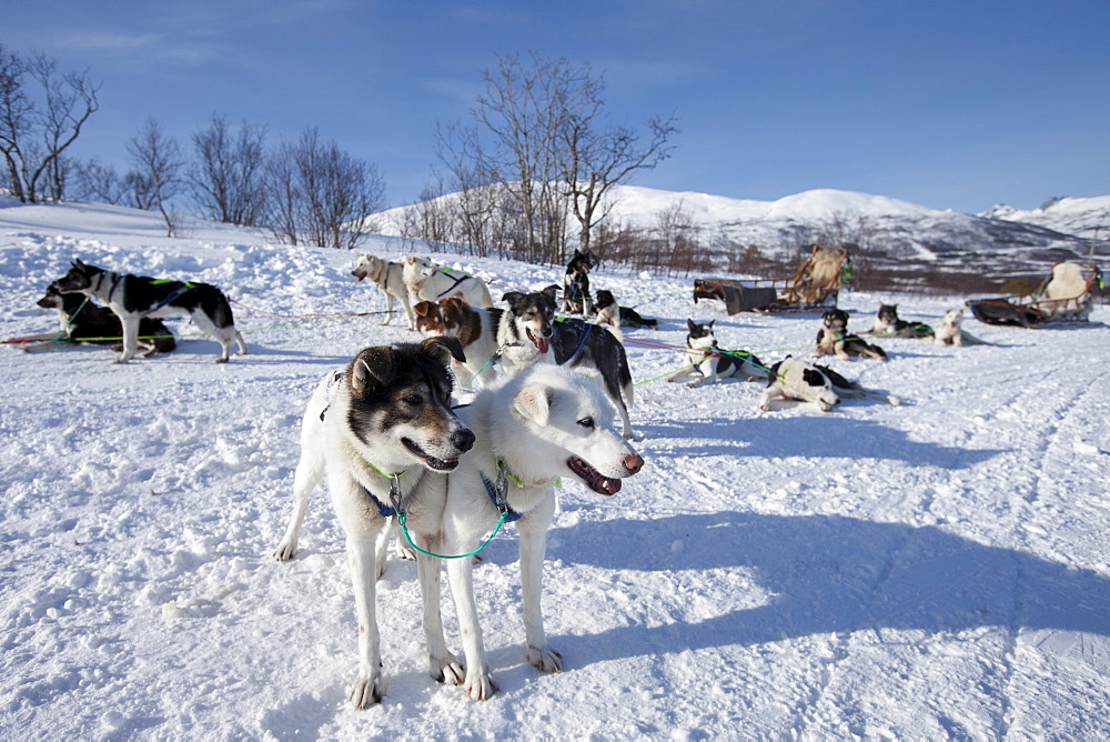 Alaskan Huskies harnessed for dog-sledding at Villmarkssenter wilderness centre, Kvaloya Island, Tromso in Arctic Circle Northern Norway