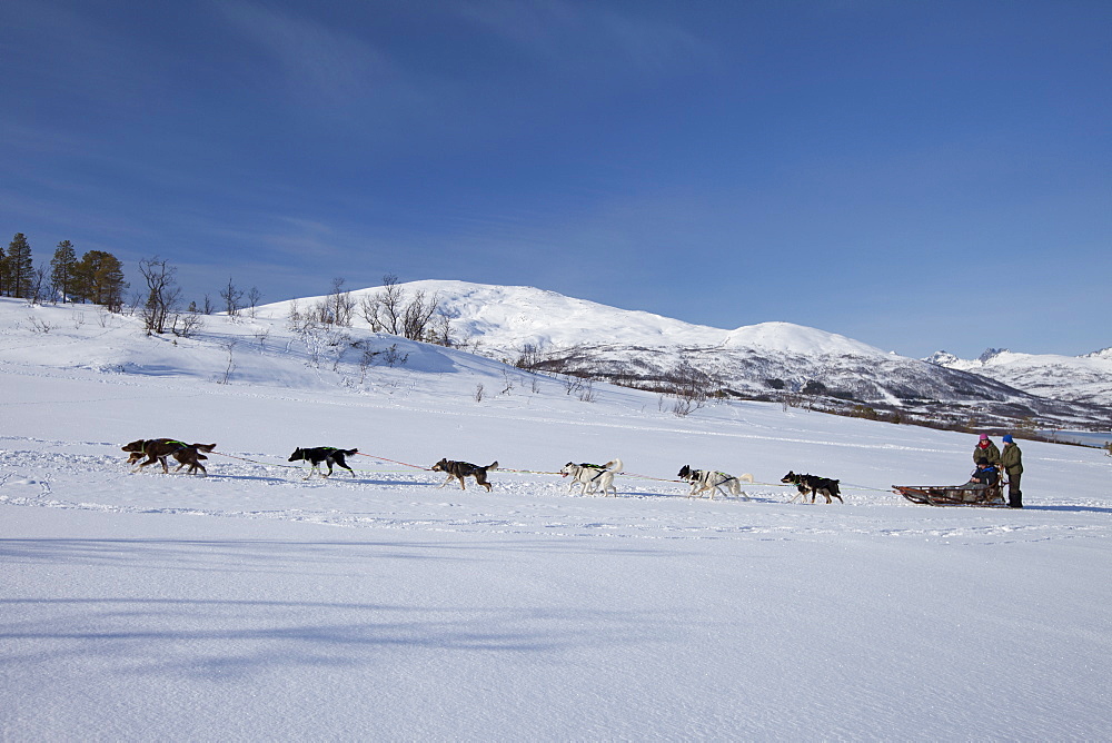 Alaskan Huskies dog-sledding at Villmarkssenter wilderness centre on Kvaloya Island, Tromso in Arctic Circle Northern Norway