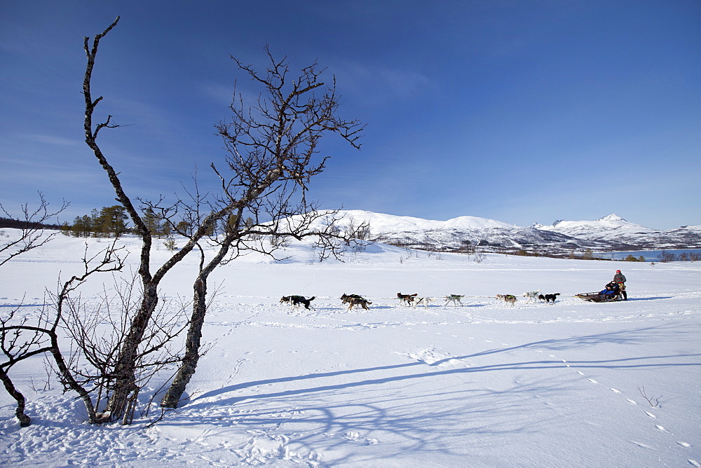 Alaskan Huskies dog-sledding at Villmarkssenter wilderness centre on Kvaloya Island, Tromso in Arctic Circle Northern Norway