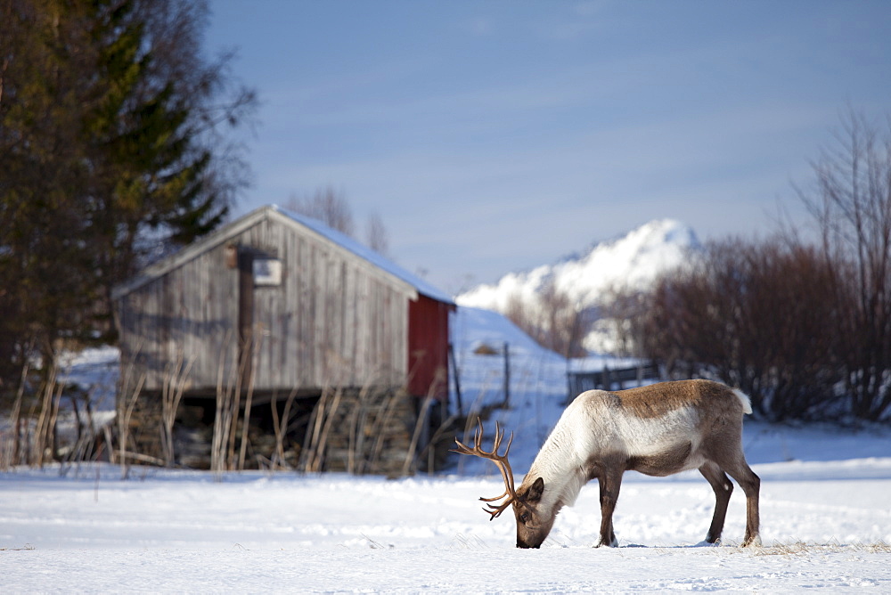 Reindeer grazing in the snow in arctic landscape at Kval?ysletta, Kvaloya Island, Tromso in Arctic Circle Northern Norway