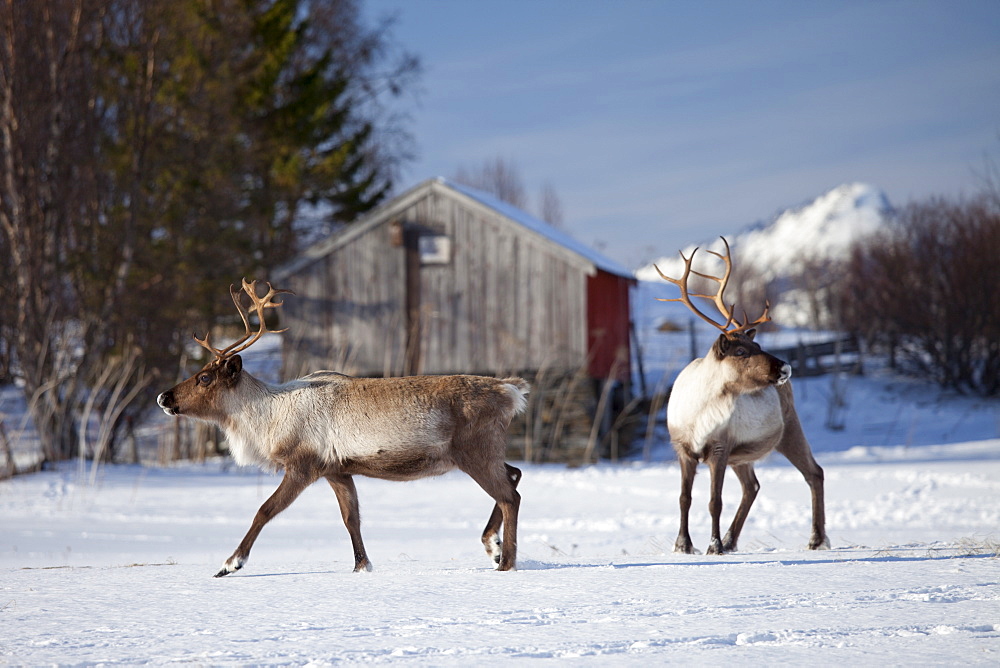 Reindeer herd in the snow in arctic landscape at Kval?ysletta, Kvaloya Island, Tromso in Arctic Circle Northern Norway