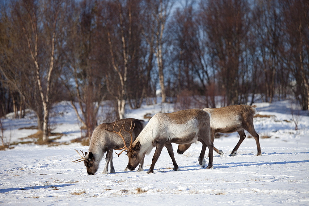 Reindeer herd grazing in the snow in arctic landscape at Kvaløysletta, Kvaloya Island, Tromso in Arctic Circle Northern Norway