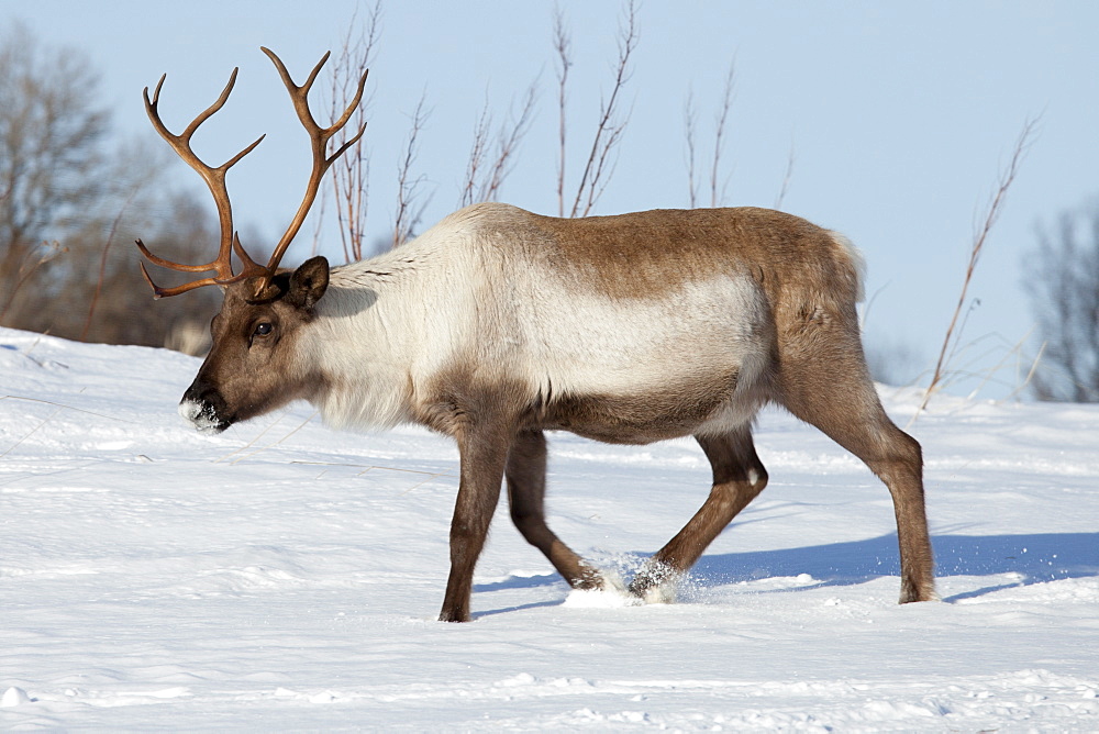 Reindeer roaming in the snow in arctic landscape at Kvaløysletta, Kvaloya Island, Tromso in Arctic Circle Northern Norway