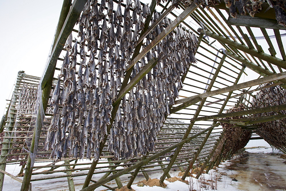 Stockfish cod drying on traditional racks, hjell, in the Arctic Circle on the island of Ringvassoya in region of Tromso, Northern Norway