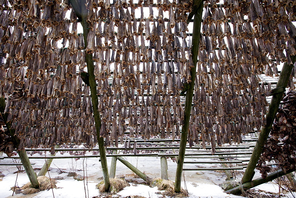 Stockfish cod drying on traditional racks, hjell, in the Arctic Circle on the island of Ringvassoya in region of Tromso, Northern Norway