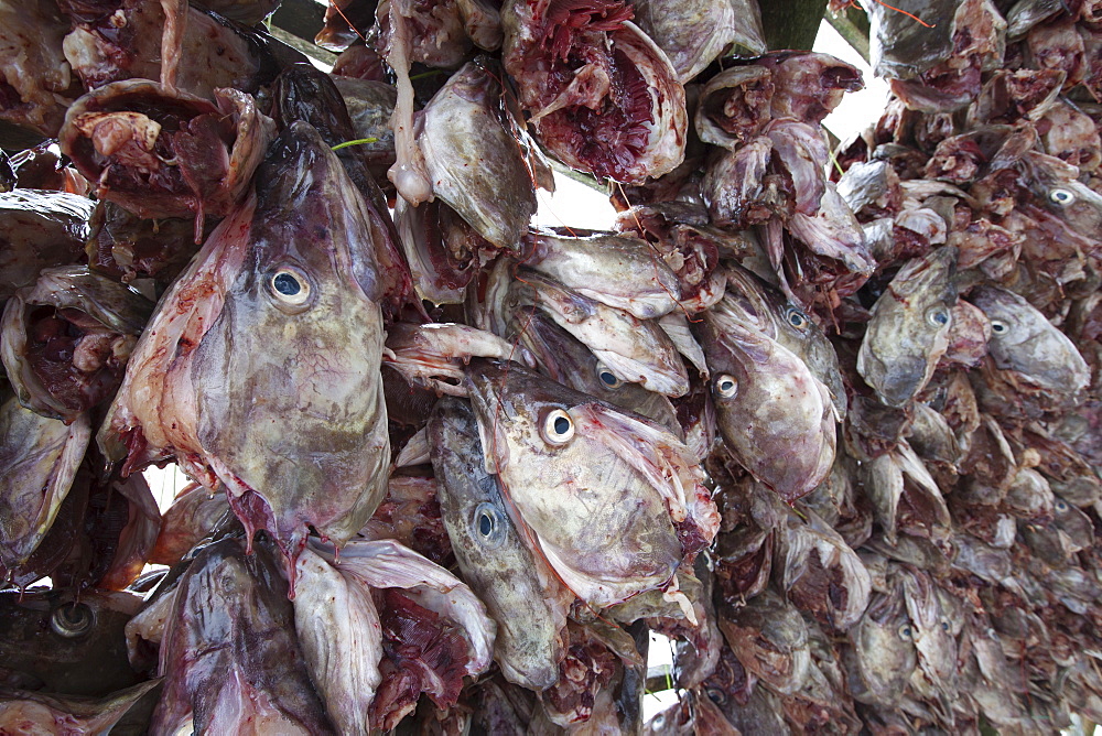 Stockfish cod drying on traditional racks, hjell, in the Arctic Circle on the island of Ringvassoya in region of Tromso, Northern Norway