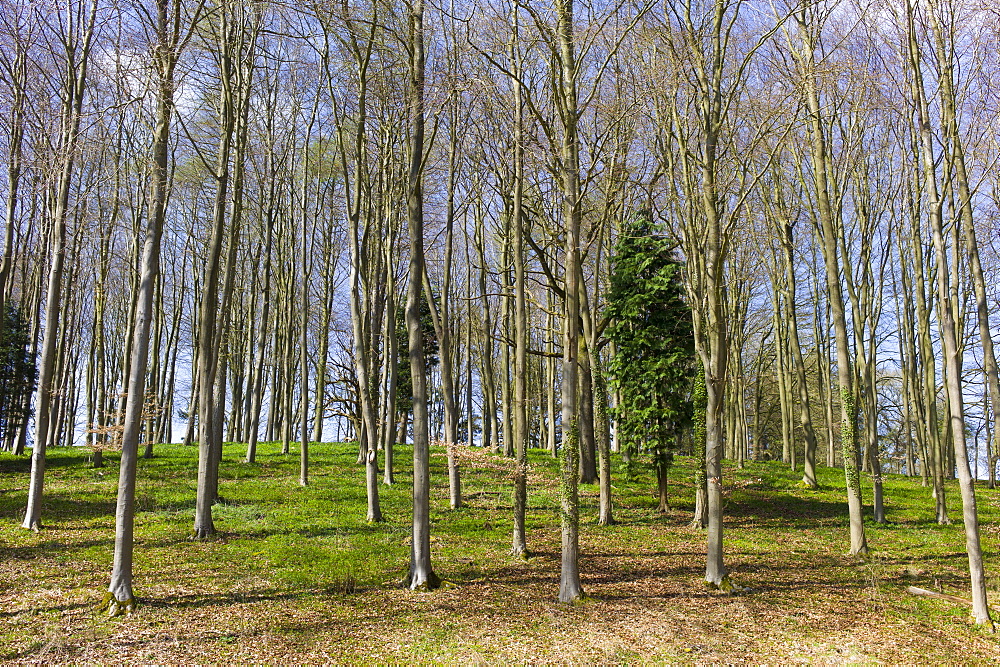 Copse of young beech trees, Fagus sylvatica, and conifers in springtime in Swinbrook in the Cotswolds, Oxfordshire, UK