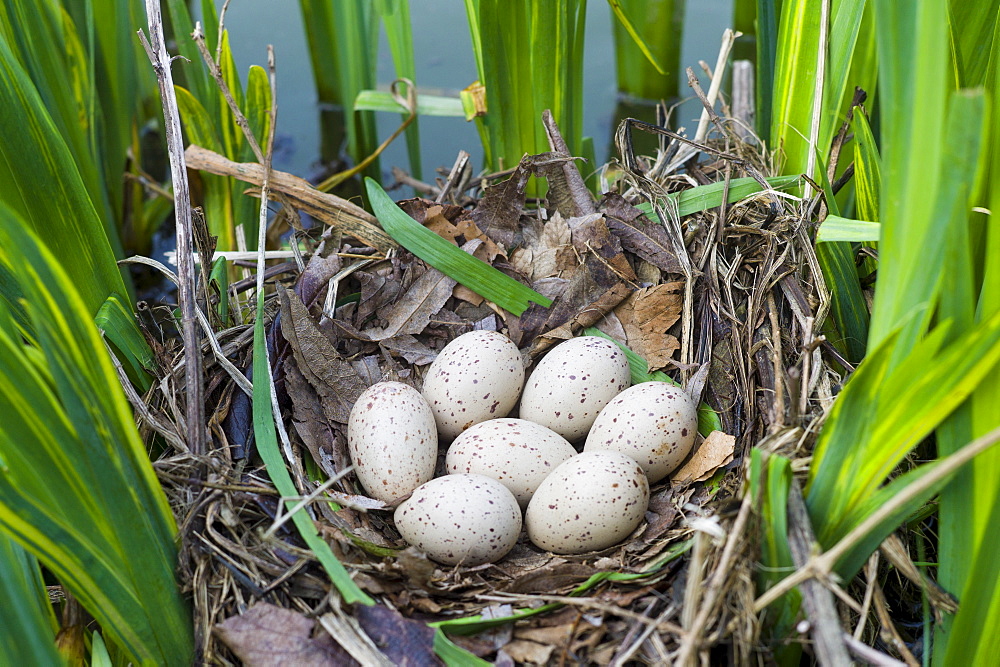 Moorhen's nest, with seven eggs laid, made with twigs among iris plants in a pond in Swinbrook, the Cotswolds, Oxfordshire, UK