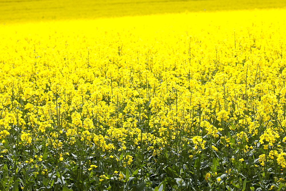 Oilseed rape crop, Brassica napus, in landscape at Swinbrook in the Cotswolds, Oxfordshire, UK