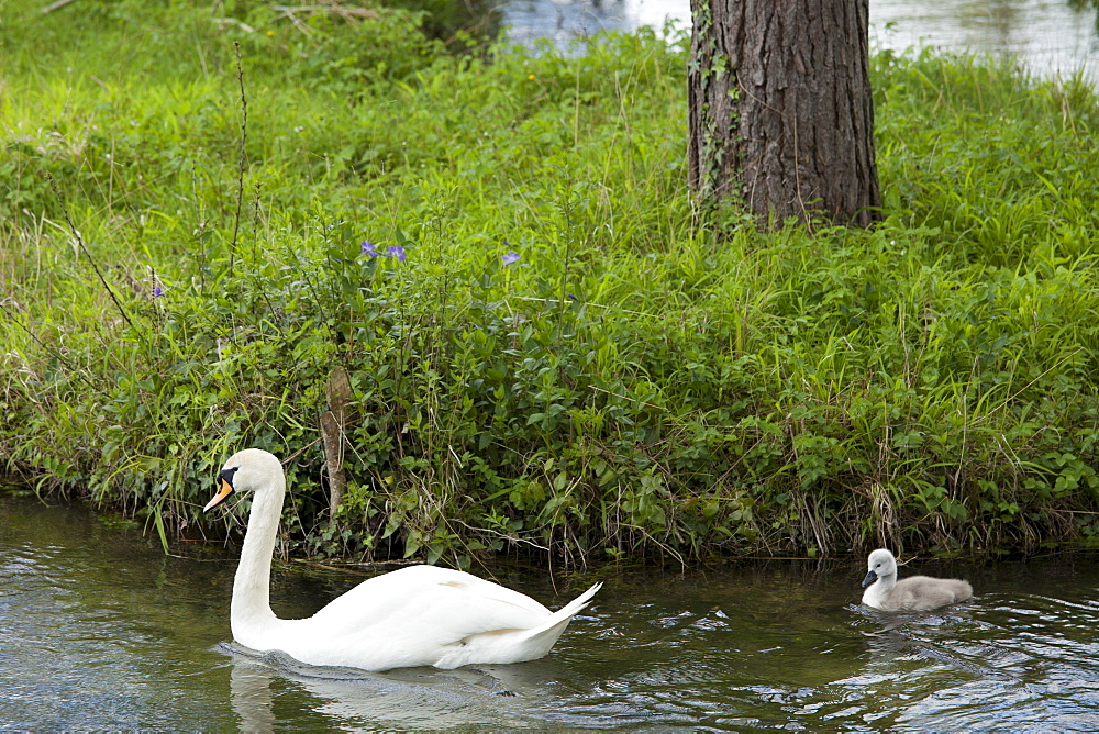 Female mute swan, Cygnus olor, and her cygnet in Southrop in the Cotswolds, Gloucestershire, UK