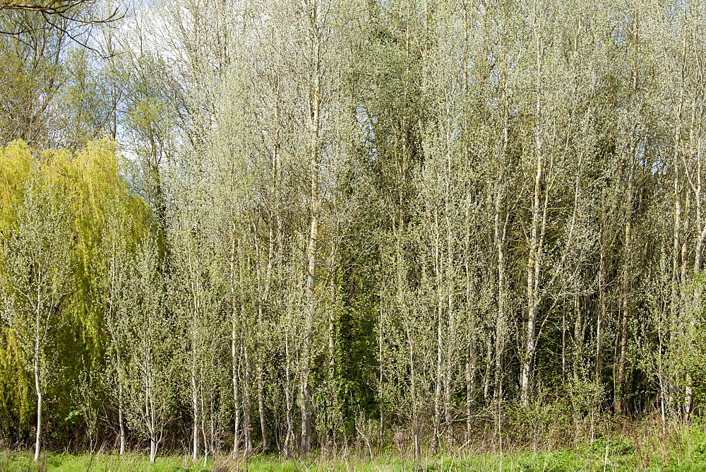 Copse of White Poplar trees, also known as Silver Poplar or Silverleaf Poplar, Populus alba, in Eastleach Turville in the Cotswolds, UK