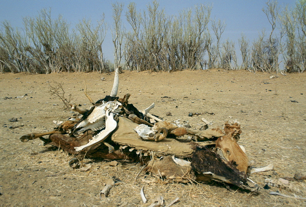 Ccarcasses of the bones of dead animals in the drought areas of Burkina Faso (formerly Upper Volta)