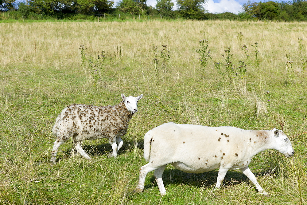 Sheep with woollen fleece matted with seeds and burrs in meadow in The Cotswolds, Oxfordshire, UK