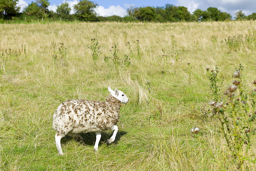 Sheep with woolly fleece matted with seeds and burrs in meadow in The Cotswolds, Oxfordshire, UK